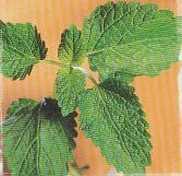 JT Kräuter Melisse.jpg